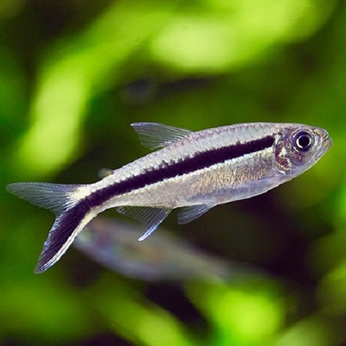 Thayeria boehlkei - Blackline penguinfish M